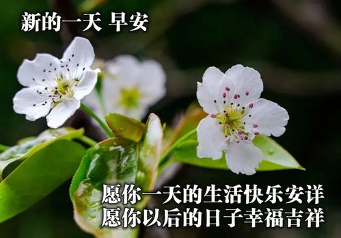 每日問候的早安動態祝福圖片 最新的早上好動態表情包